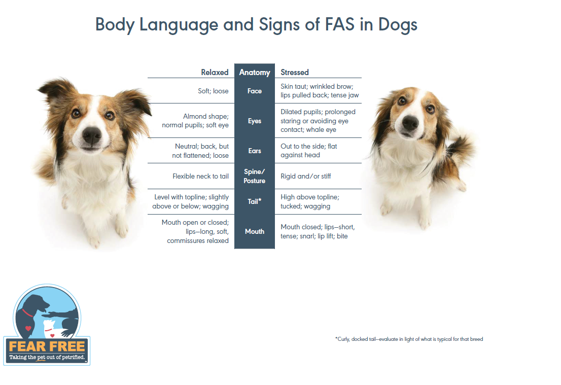 Understanding FAS (Fear, Anxiety, and Stress) in the Vet Clinic