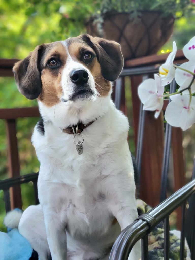 Arlo