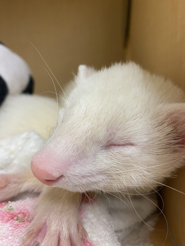 Ferret